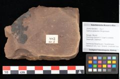 Foto (Objekt + Etikett) von Quercus palaeoilex Ettingshausen (NHMW-GEO-2024-0188-0883)
